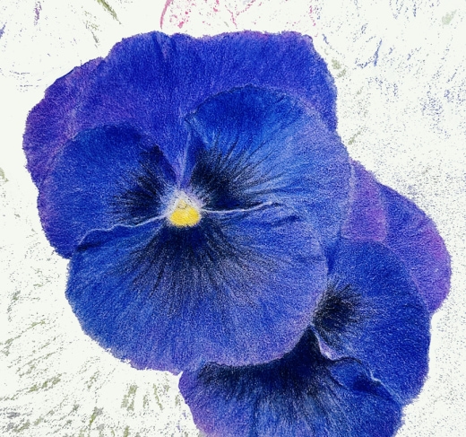 Botanical Drawing with Colored Pencils - Pansies