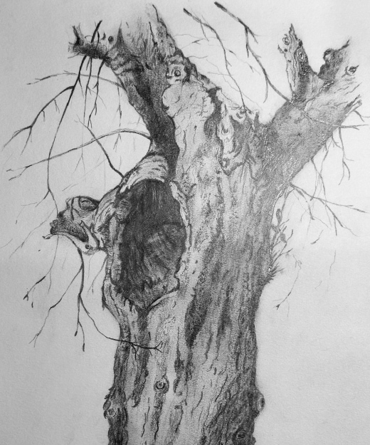 Tree Study – An Introduction to Drawing with Graphite Pencils