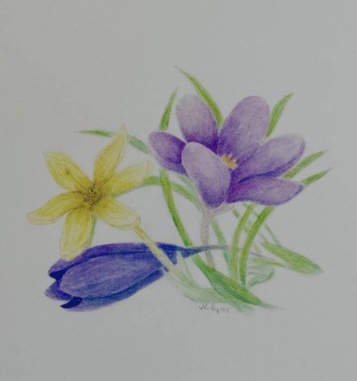 Watercolor Pencils for Botanical Art- Painting Crocuses