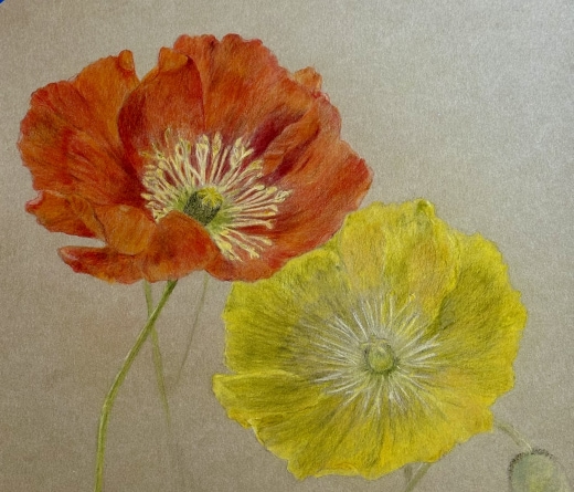 Botanical Art with Colored Pencils- Drawing Beautiful Poppies