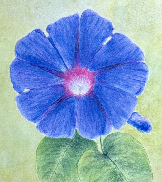 Using Watercolor Pencils for Botanical Art