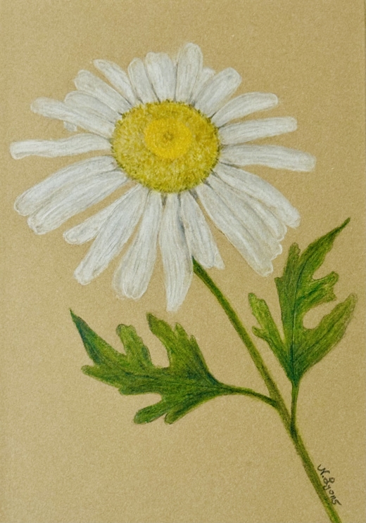 Botanical Drawing with Colored Pencils - Daisy