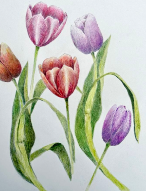 Botanical Drawing with Colored Pencils - Spring Tulips
